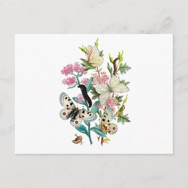 Cartão Postal Borboletas do Verão (Frente)