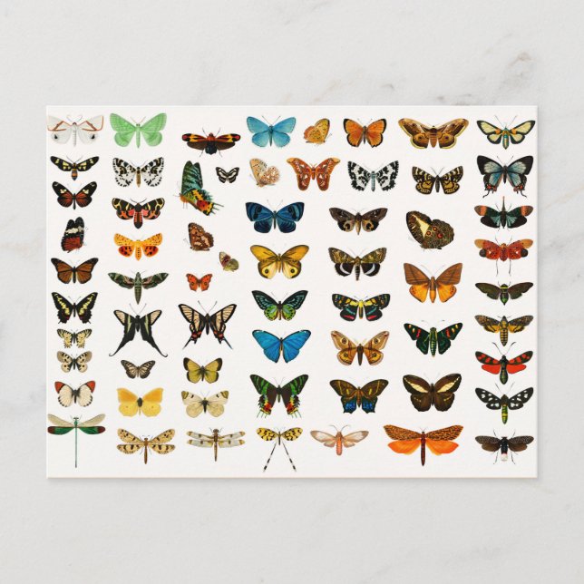 Cartão Postal Borboletas e mariposas, Ilustração de safra (Frente)