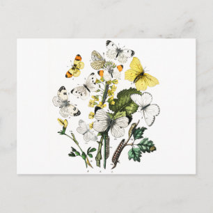 Cartão Postal Borboletas Europeias Vintage
