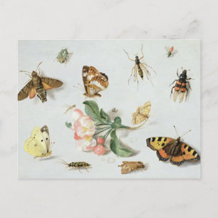 Cartão Postal Borboletas, mariposas e outros insetos