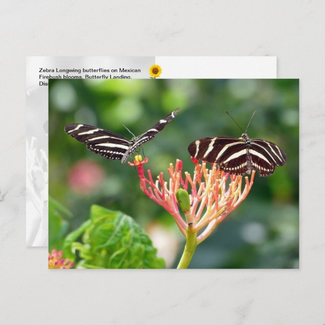 Cartão Postal Borboletas Zebra Longwing, FL - cartão-postal (Frente/Verso)