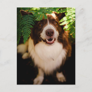Cartão Postal Bord Collie Vermelho Feliz Espiando Através das Sa