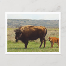 Cartão Postal Borda branca