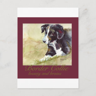 Cartão Postal Borda Collie Beauty e Cérebros