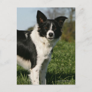 Cartão Postal Borda Collie em Pé