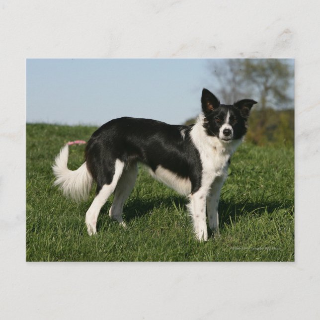 Cartão Postal Borda Collie em Pé (Frente)