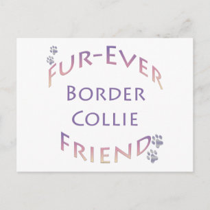 Cartão Postal Borda Collie Fuore