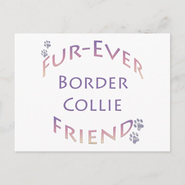 Cartão Postal Borda Collie Fuore (Frente)