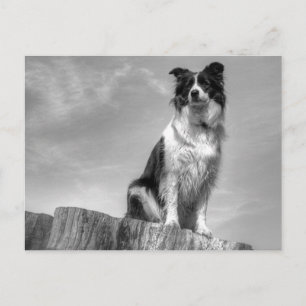 Cartão Postal Borda Collie Observando do Tronco de Árvore