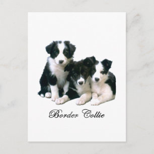 Cartão Postal Borda Collie Puppies