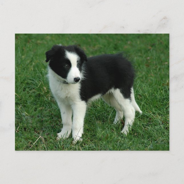 Cartão Postal Borda Collie Puppy Dog - Vazio, Olá, Amor (Frente)