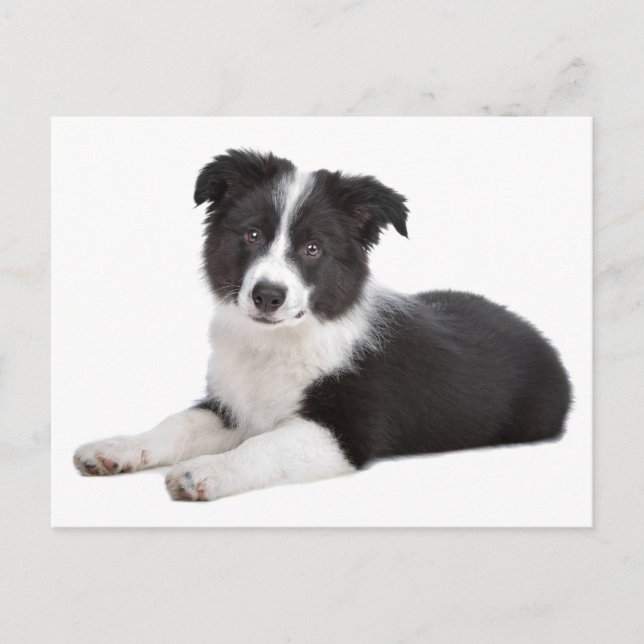 Cartão Postal Borda Collie Puppy Dog - Vazio, Olá, obrigado (Frente)