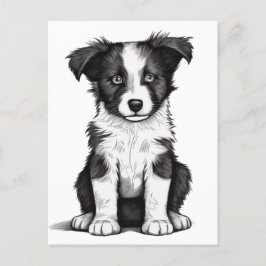 Cartão Postal Borda Collie Sheepdog Australiano Shephard Puppy