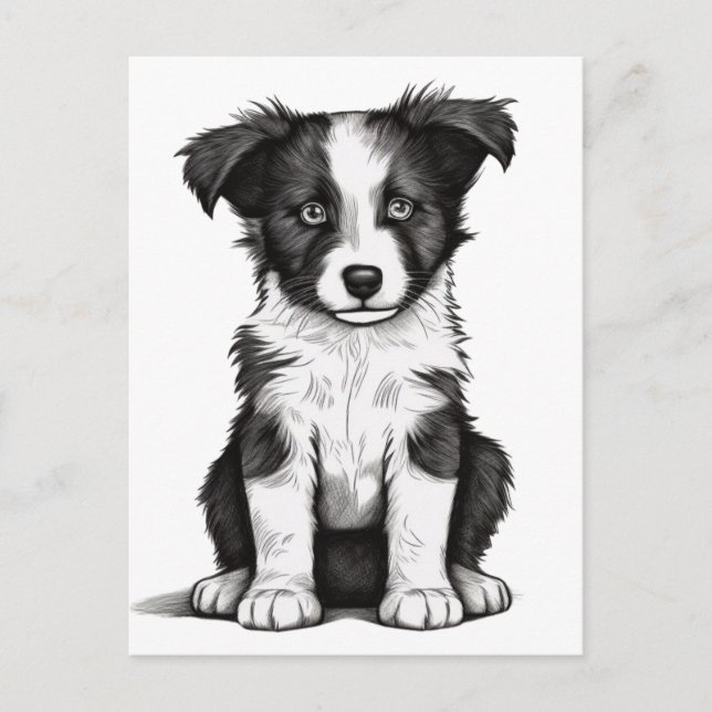 Cartão Postal Borda Collie Sheepdog Australiano Shephard Puppy (Frente)