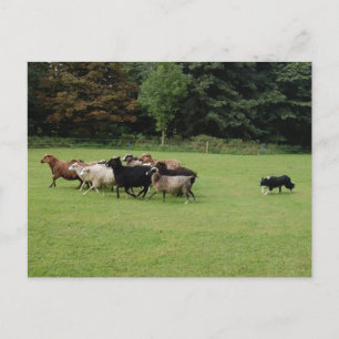 Cartão Postal Borda Collie trabalhando