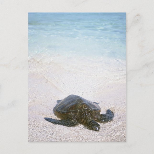 Cartão Postal Borda da água (Frente)