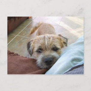 Cartão Postal borda terrier implorando.png