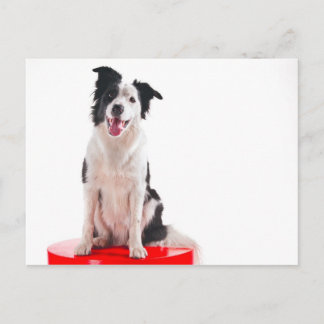 Cartão Postal Border collie