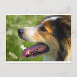 Cartão Postal Border Collie