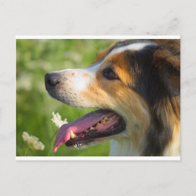 Cartão Postal Border Collie (Frente)