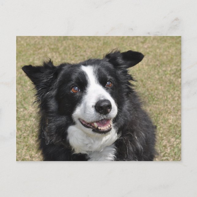 Cartão Postal Border Collie (Frente)