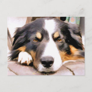 CARTÃO POSTAL BORDER COLLIE