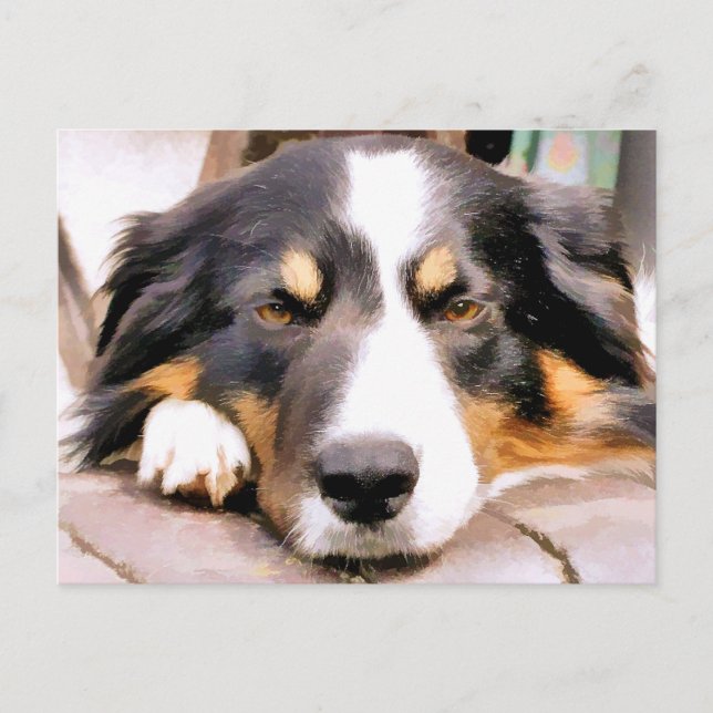 CARTÃO POSTAL BORDER COLLIE (Frente)
