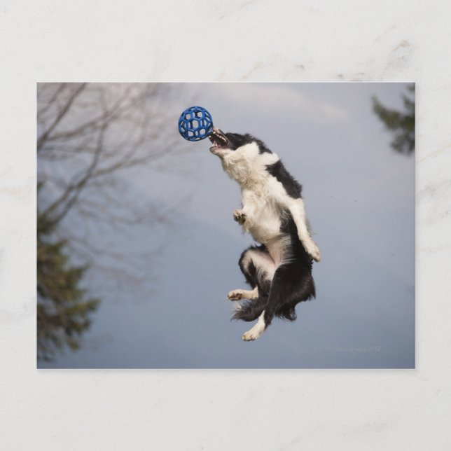 Cartão Postal Border Collie antes de pegar a bola no alto (Frente)