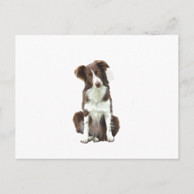 Cartão Postal Border Collie (B) - castanho e branco (Frente)