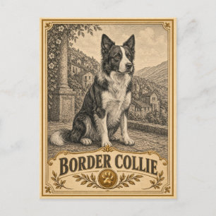 Cartão Postal Border Collie, Cachorro Antigo Patrimônio