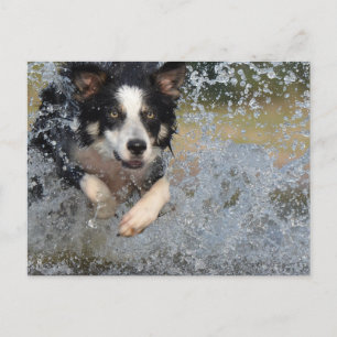 Cartão Postal border collie correndo na água