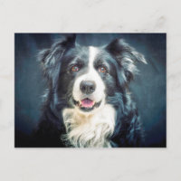Border Collie Dog Portrait