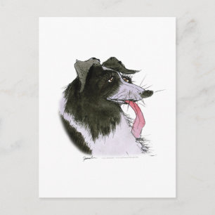 Cartão Postal Border Collie dog, tony fernandes