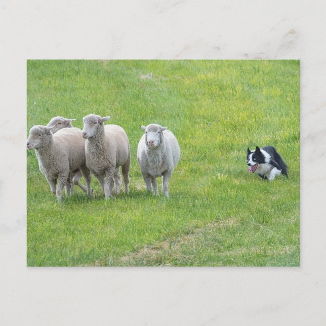 Cartão Postal Border Collie e Ewes (Frente)