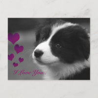 Border Collie, eu te amo