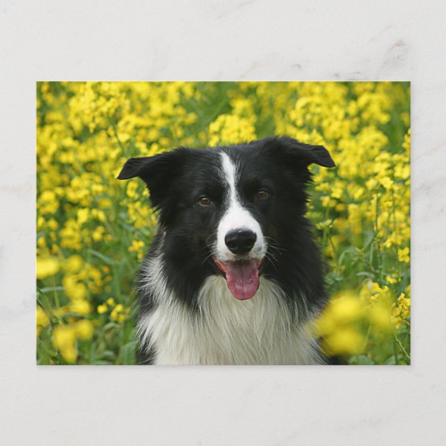 Cartão Postal Border Collie Hunde Portrait Postkarte (Frente)
