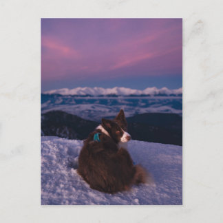 Cartão Postal Border Collie on Snowy Mountain Peak at Sunset