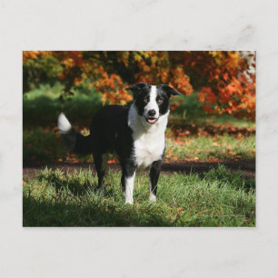 Cartão Postal Border Collie Outono Em Pé