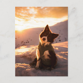 Cartão Postal Border Collie Vermelho nas Montanhas Nevadas ao Pô