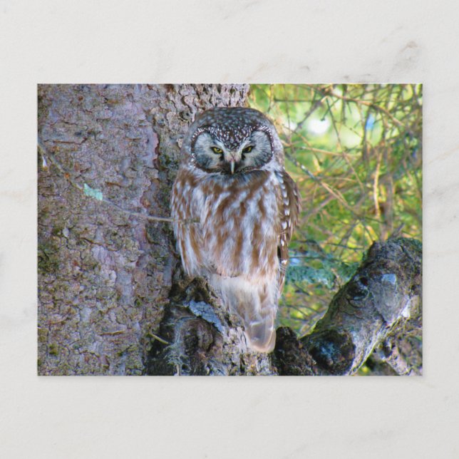 Cartão Postal Boreal Owl Closeup Foto (Frente)