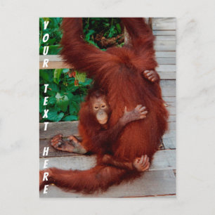 Cartão Postal Borneo orangotano personalizável