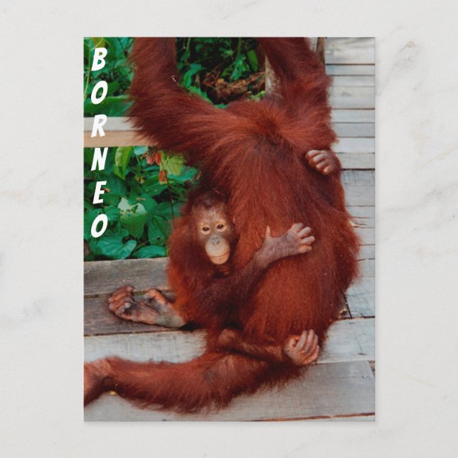 Cartão Postal Borneo orangutan (Frente)