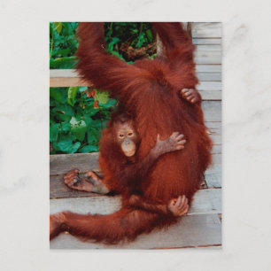 Cartão Postal Borneo orangutan