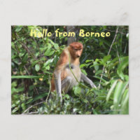 Borneo Proboscis Macaco Indonésia