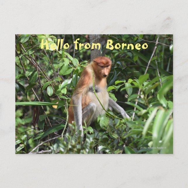 Cartão Postal Borneo Proboscis Macaco Indonésia (Frente)