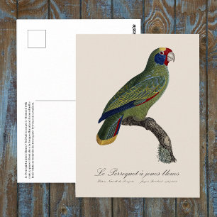 Cartão Postal Borralheiras de perroquet/amazônia de cauda vermel