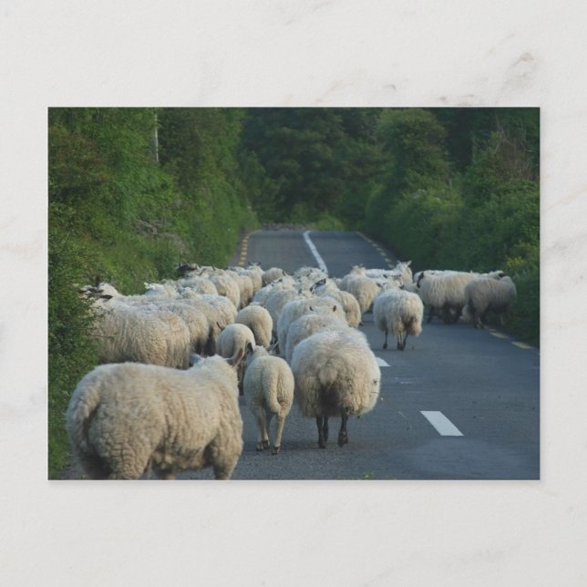 Cartão Postal Borregos de ovelhas (Frente)