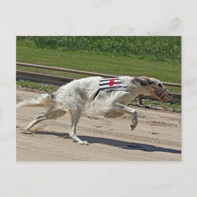 Cartão Postal borzoi (Frente)