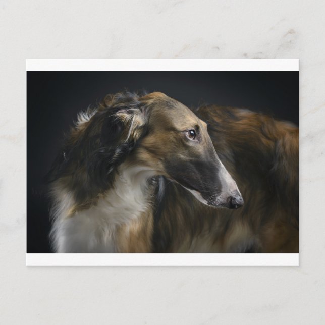 Cartão Postal borzoi (Frente)