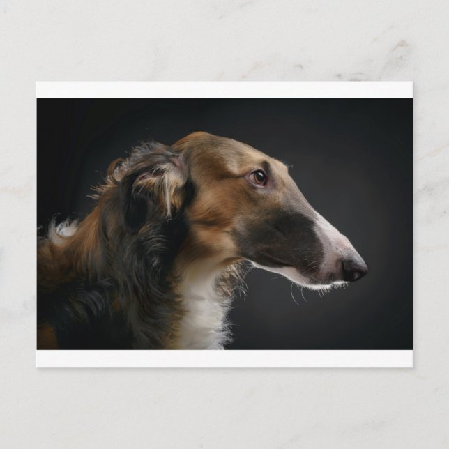 Cartão Postal borzoi (Frente)